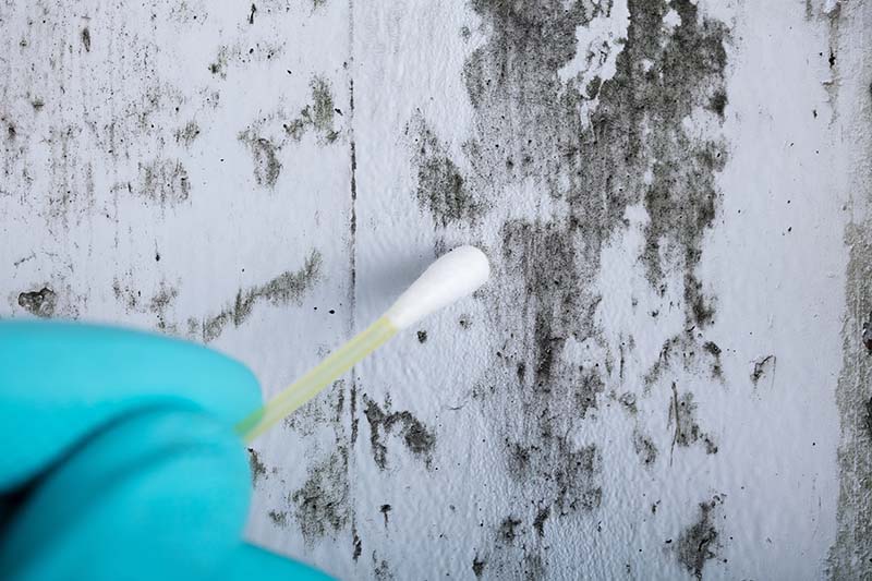 Mold Sampling Home Inspection Services